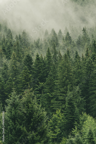 Forest Background © Bogdan