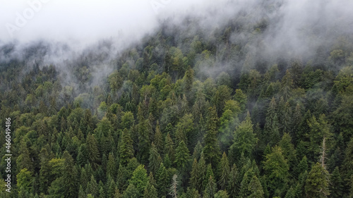 Forest and Fog Above