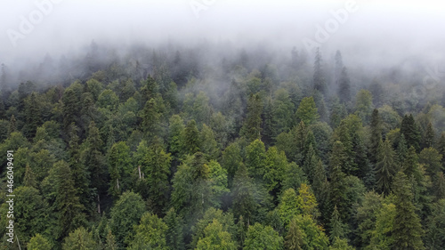 Forest Foggy View