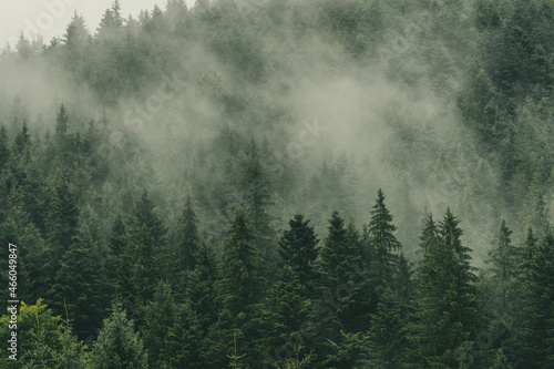 Fototapeta Naklejka Na Ścianę i Meble -  Mystically Fog on Forest