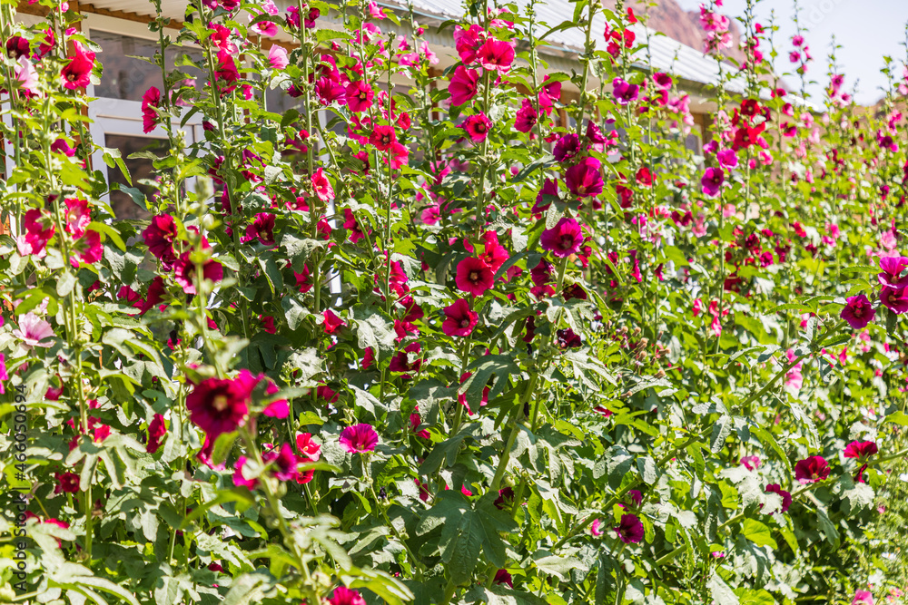 Hollyhock flowers in front of a house in the mountains of Tajikistan. Hollyhock flowers in front of a house in the mountains of Tajikistan.