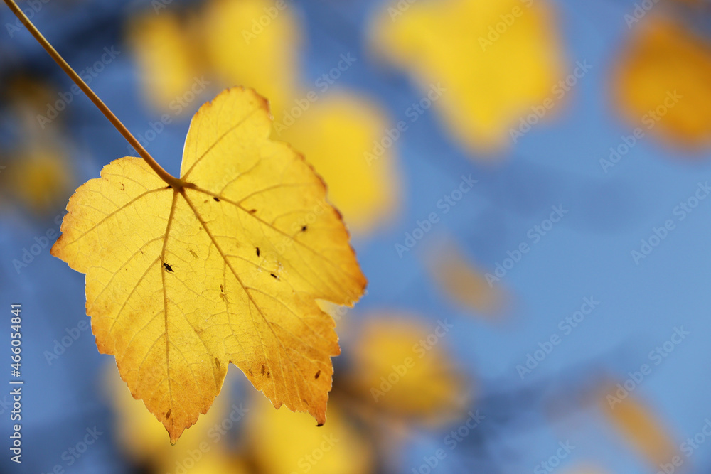 Widok na jesień z różno kolorowymi liśćmi drzew. - obrazy, fototapety, plakaty 