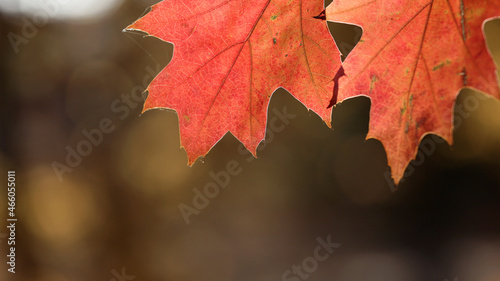 Widok na jesień z różno kolorowymi liśćmi drzew.