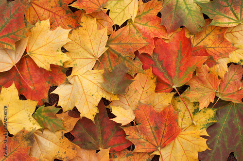 autumn maple leaves in red  yellow  orange  green and brown colors with a solid background