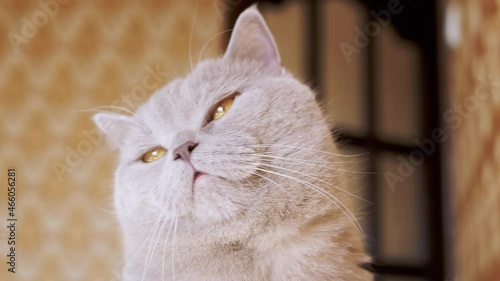 Gazing of a Curious Gray British Cat Looking up at the Camera. A big green eyes, head, nose, ears, mustache animal. Close up. Home British, thoroughbred Scottish cat froze in place, time. Funny pets.