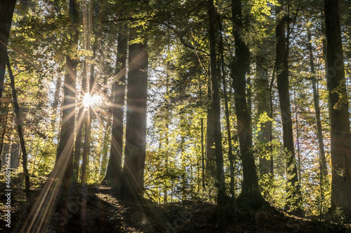 soleil perçant la forêt au matin