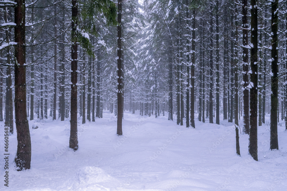 winter walk under snowy trees winter walk under snowy trees