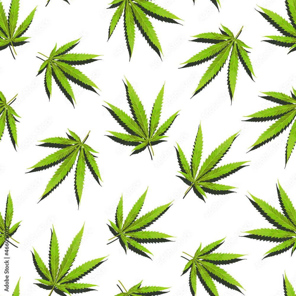 Seamless vector pattern with cannabis leaves on white background. Marijuana background.