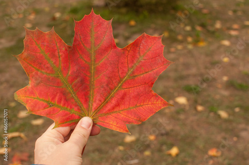A red maple leaf with green veins in the hand on a blurry background with space for text