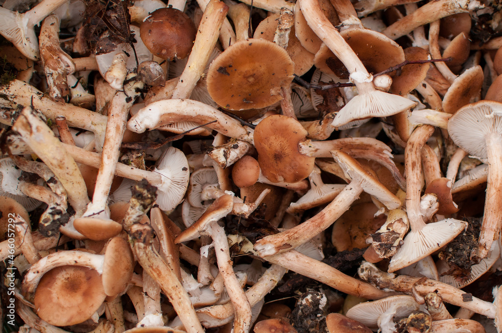 honey mushrooms with brown caps and white legs solid background honey mushrooms with brown caps and white legs solid background