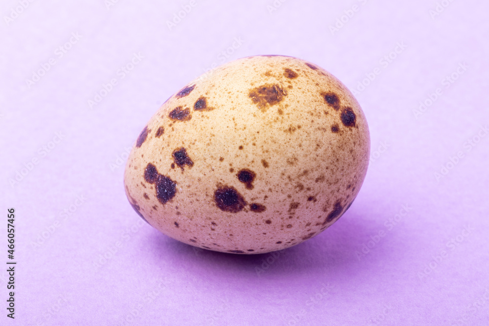 Obraz premium a quail egg on a lilac background