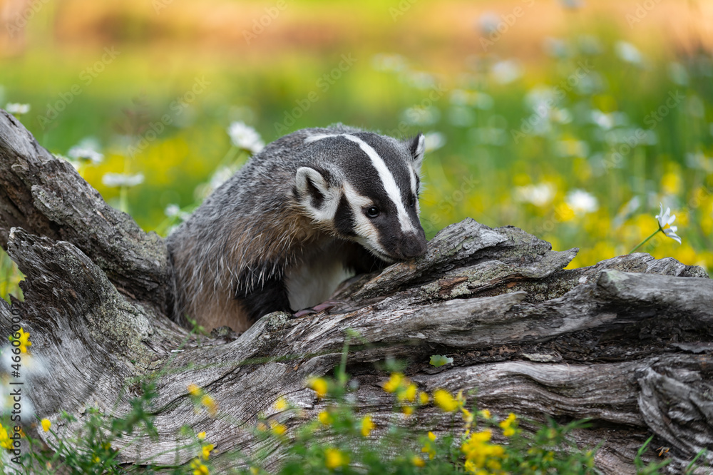 North American Badger (Taxidea taxus) Sniffs at Log in Wildflowers Summer North American Badger (Taxidea taxus) Sniffs at Log in Wildflowers Summer