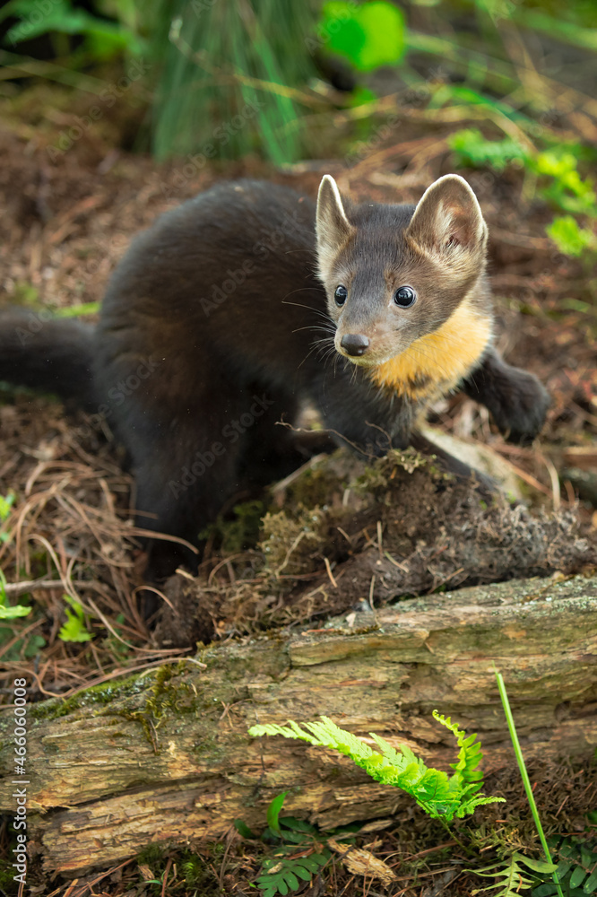 Obraz premium American Pine Marten (Martes americana) Turns on Ground Summer