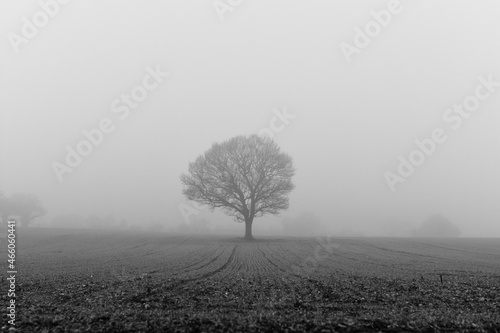 tree in fog