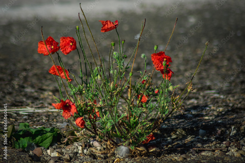 Obraz premium Poppy flowers growing out of concrete