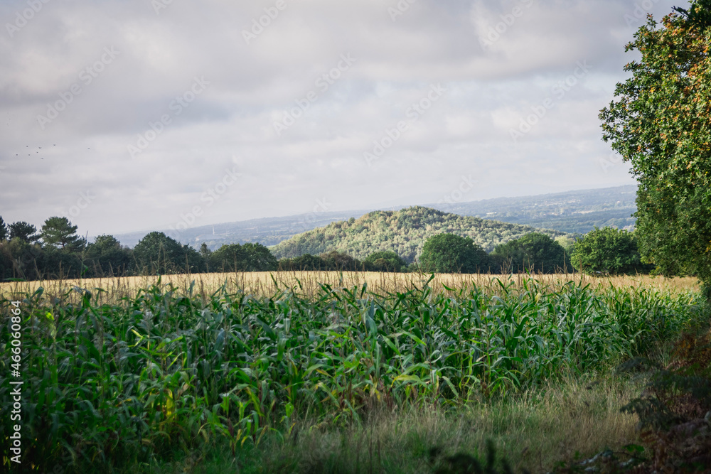 Fototapeta premium field of corn