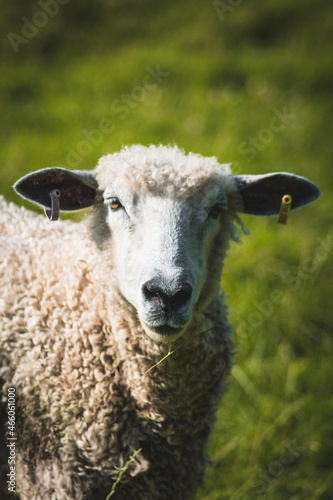 sheep on a farm