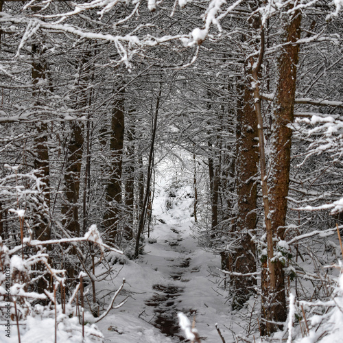 snow covered trees