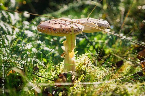 orange cap boletus