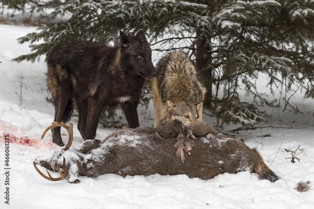 Black Phase Grey Wolf (Canis lupus) and Grey Stand at Deer Carcass Winter Black Phase Grey Wolf (Canis lupus) and Grey Stand at Deer Carcass Winter
