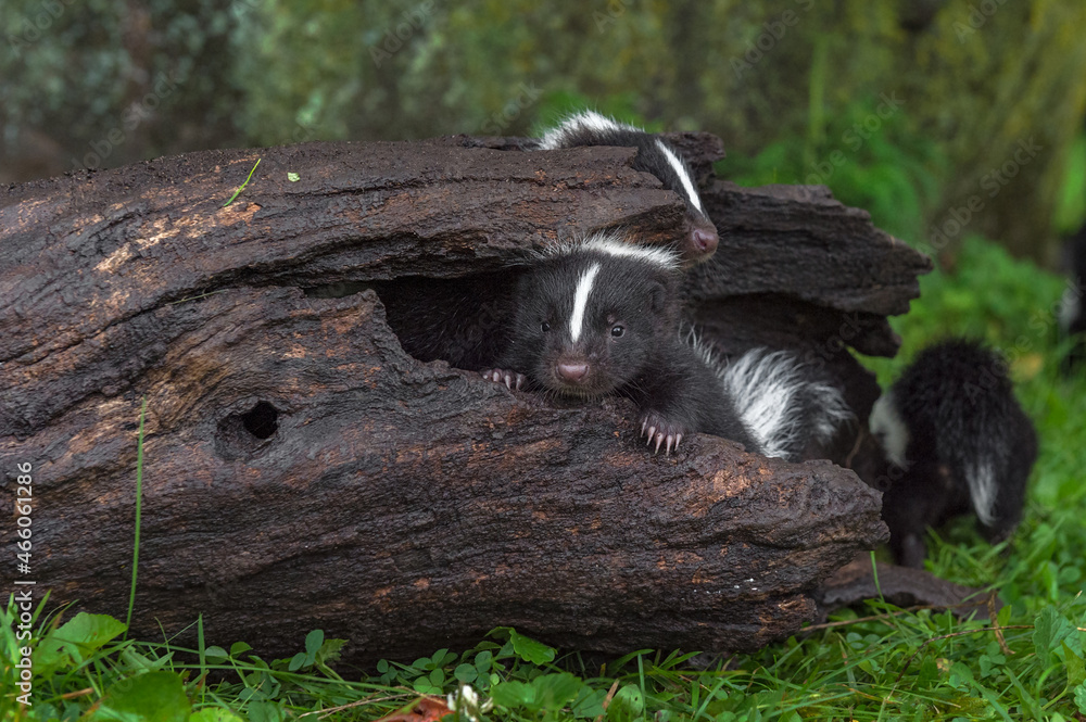 Striped Skunk (Mephitis mephitis) Kit Peeks Out From Inside Log Summer Striped Skunk (Mephitis mephitis) Kit Peeks Out From Inside Log Summer