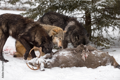 Black Phase Grey Wolves (Canis lupus) Stand to Either Side of Grey at Deer Carcass Winter © hkuchera