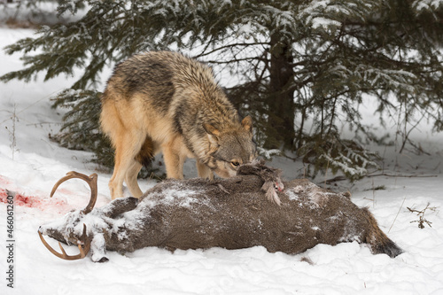 Grey Wolf (Canis lupus) Noses In to White-Tail Deer Carcass Winter © hkuchera