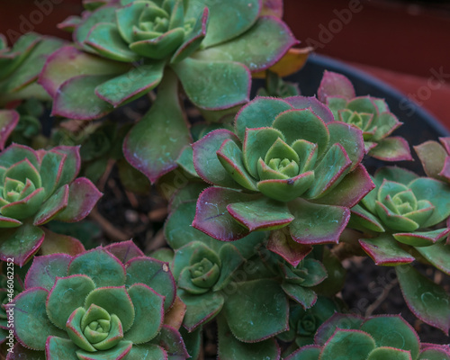 Beautiful green roses in a pot close up © Jessica