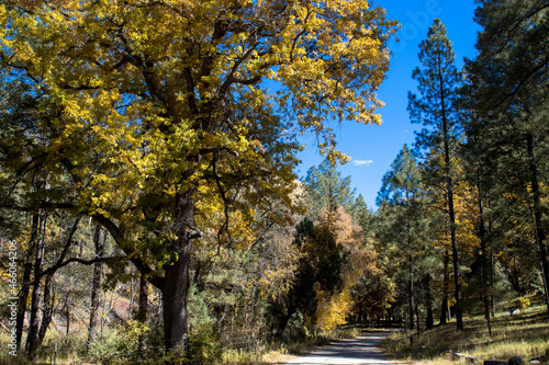 Fototapeta Naklejka Na Ścianę i Meble -  Autumn colors at the entrance to Iron Creek Campground in the Black Range of New Mexico's Gila National Forest