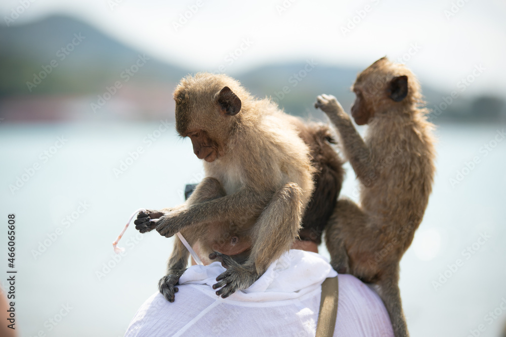 Fototapeta premium japanese macaque sitting on the ground