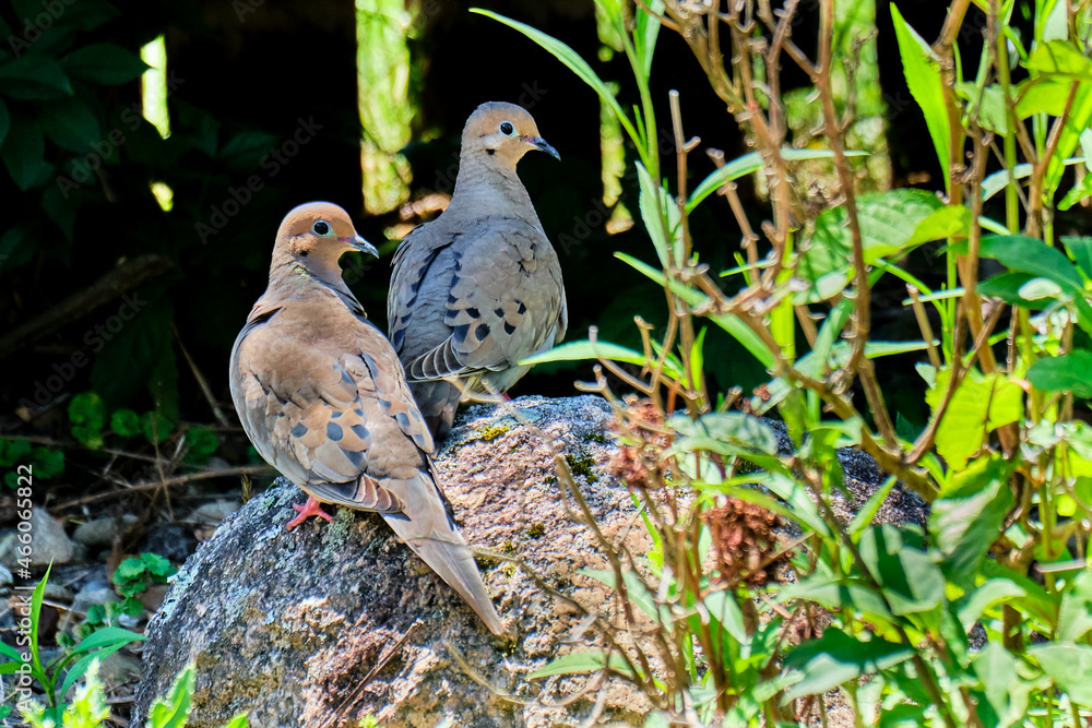 Fototapeta premium Pair of mourning doves keep watch of their nest above