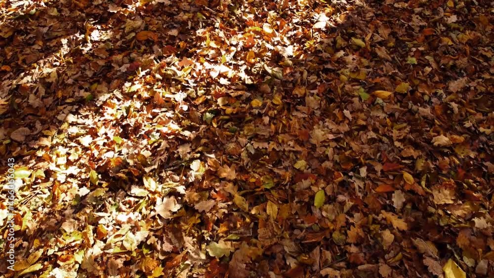 Aerial drone view of a flying in the autumn park. Autumn leaves on a park path. Aerial drone view of a flying in the autumn park. Autumn leaves on a park path.