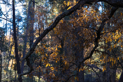Closeup of backlit oak leaves in Iron Creek Campground, off scenic drive Highway 152 in the Black Range of New Mexico's Gila National Forest photo