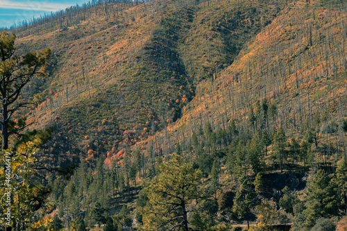 Morning light on colorful autumn leaves in regenerating forest burned in 2013 Silver Fire in the Black Range of New Mexico's Gila National Forest © Martha Marks