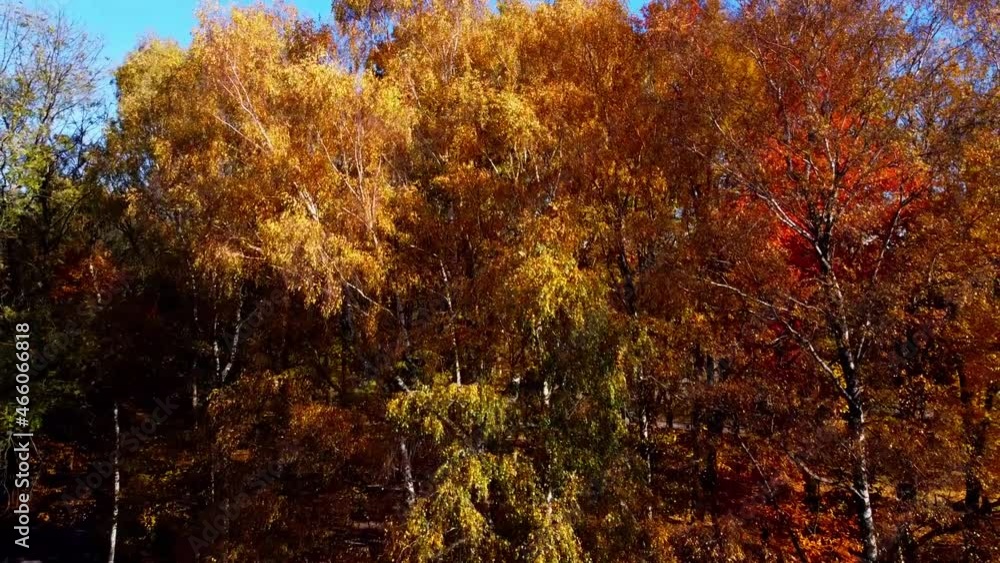 Aerial drone view of a flying in the autumn park. Aerial drone view of a flying in the autumn park.