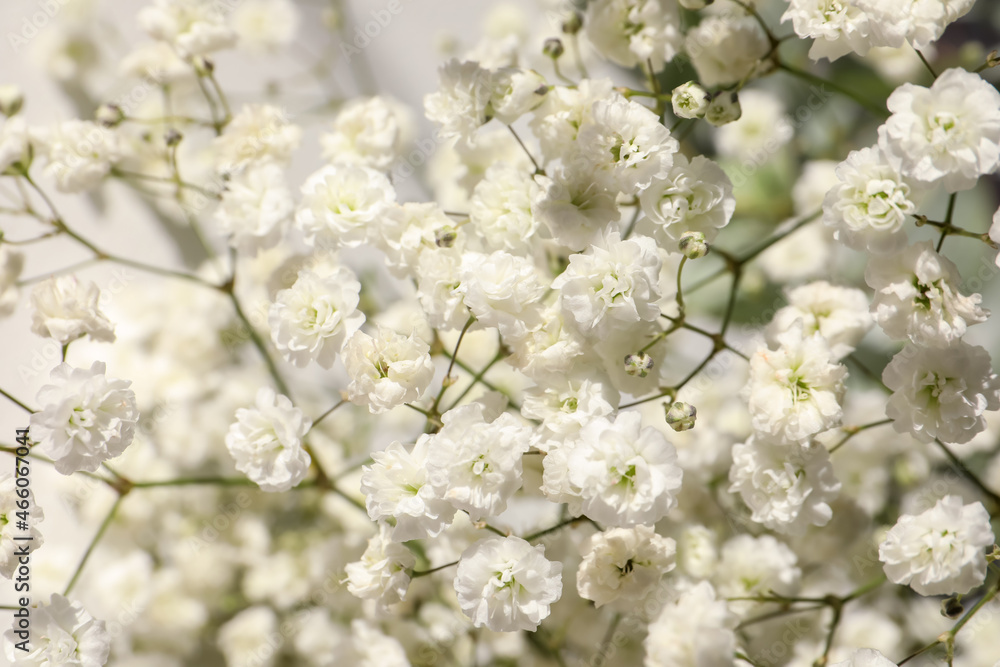 Closeup view of beautiful white gypsophila plant Closeup view of beautiful white gypsophila plant
