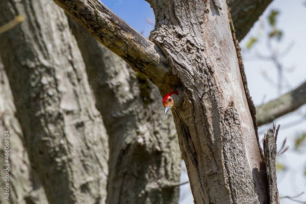 Red-bellied Woodpecker poking its head out of a best in a tree cavity Red-bellied Woodpecker poking its head out of a best in a tree cavity