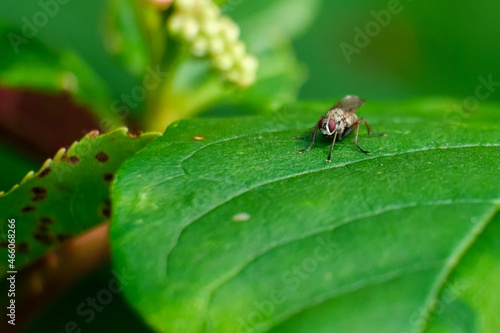 Brown fly with brown eyes settles on a green leaf