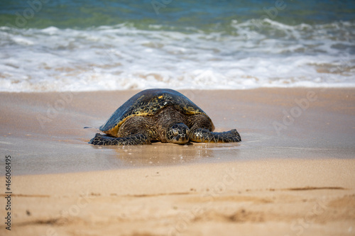 Sea Turtle on a sandy beach