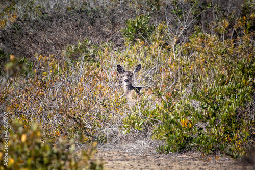 Female Mule deer peeking out of a bush at a distance