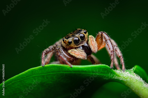macro closeup on Hyllus semicupreus Jumping Spider. This spider is known to eat small insects like grasshoppers, flies, bees as well as other small spiders.