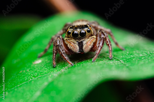 macro closeup on Hyllus semicupreus Jumping Spider. This spider is known to eat small insects like grasshoppers, flies, bees as well as other small spiders.