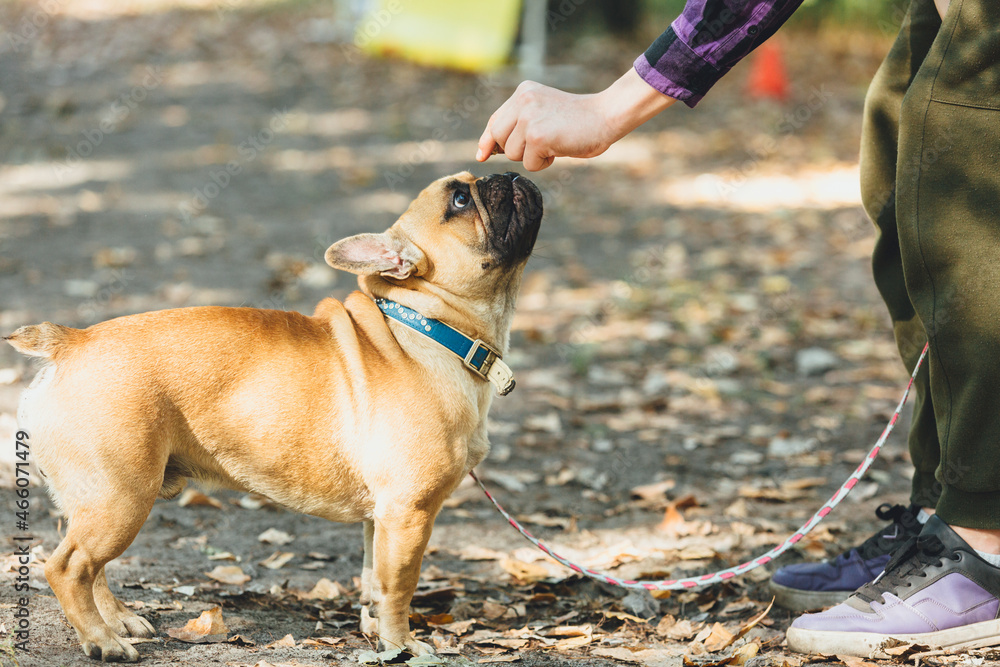 French bulldog puppy portrait in the park. Funny, cute smiling bulldog on walking, training. Owner teaches a dog to make commands as sit, stay, come to me.