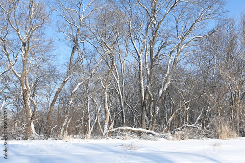 Snow on the Trees