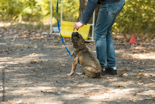 Man walking with french bulldog in the park. Bulldog puppy on training with his owner outdoors. Instructor teaches a dog to make commands as come to me, sit, stay