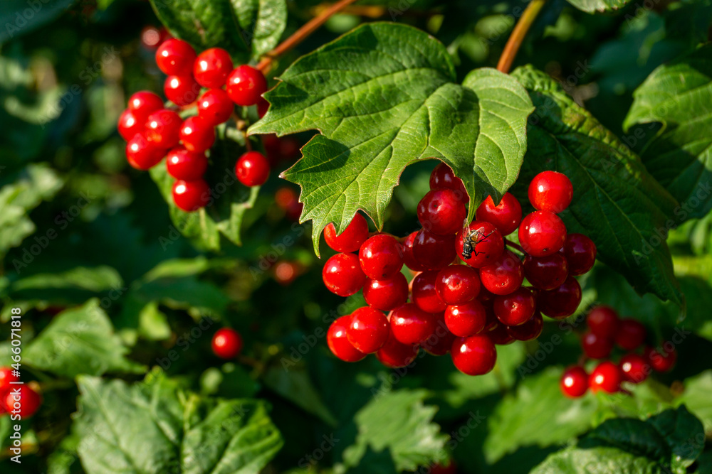 Obraz premium A branch of viburnum with a bouquet of ripe red berries on a sunny day