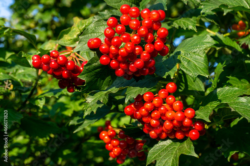 A branch of viburnum with a bouquet of ripe red berries