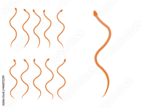 Animal Animation Sequence Cape House Snake Cartoon Vector