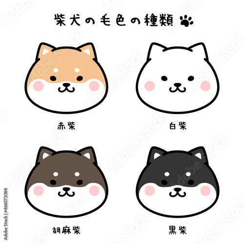 柴犬の毛色の種類セット　顔