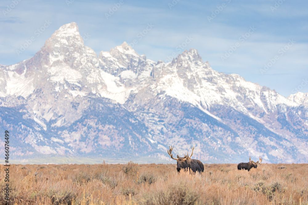 Bull Moose in Grand Teton National Park